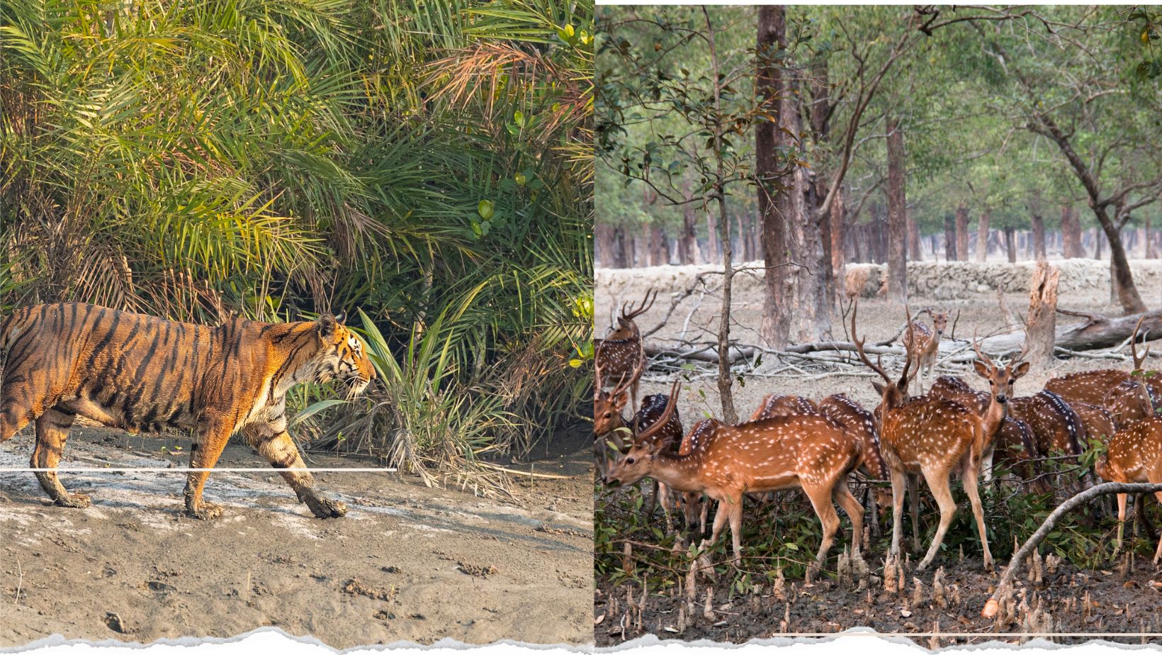 Sundarbans